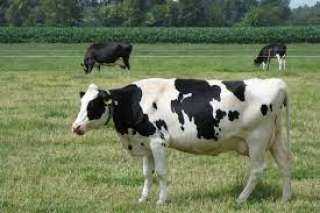 الصين تستنسخ أبقارا خارقة قادرة على إنتاج كميات هائلة من الألبان