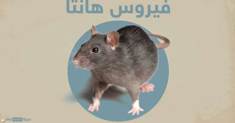 هانتا