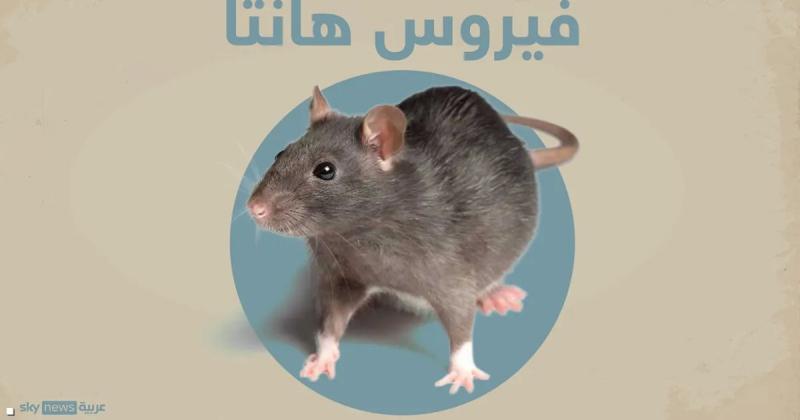 فيروس هانتا .. أعراضه تشبه الإنفلونزا وإصاباته قاتلة وسفينة الموت تثير مخاوف العالم