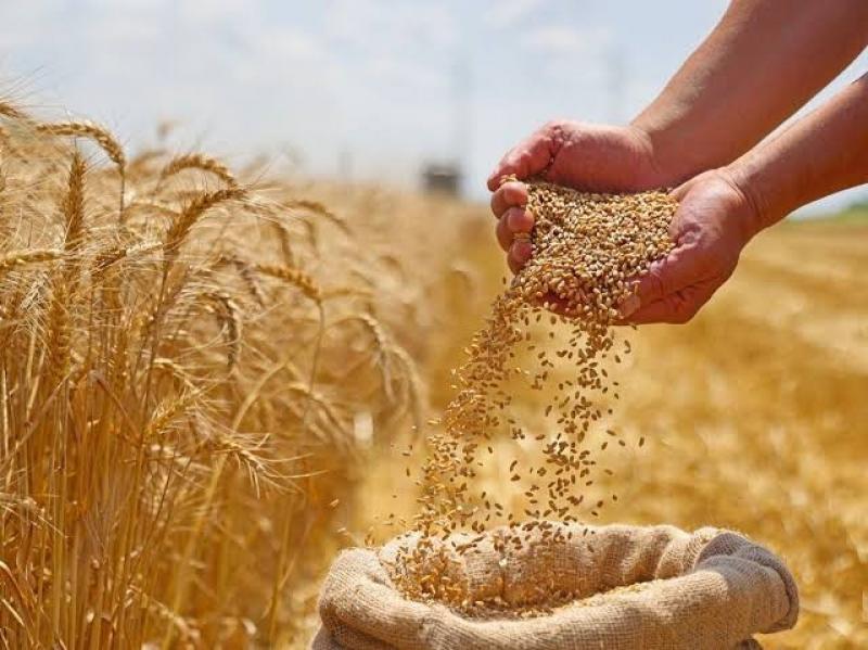 ”الزراعة” تعلن توريد 1.5 مليون طن قمح محلي وتستهدف 5 ملايين طن هذا الموسم