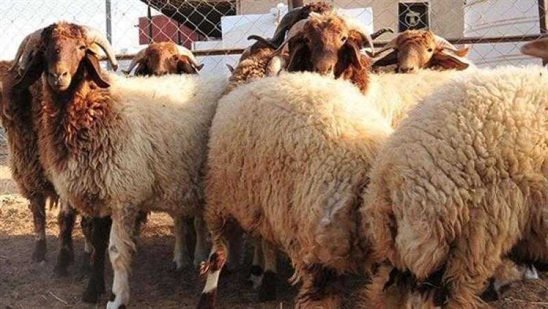 التموين تطرح خرفان حية بأسعار مخفضة في ١٣ محافظة