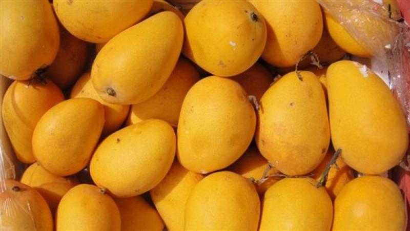 «معلومات تغير المناخ» : تأخر موسم المانجو أسبوعين نتيجة اضطراب الأحوال الجوية
